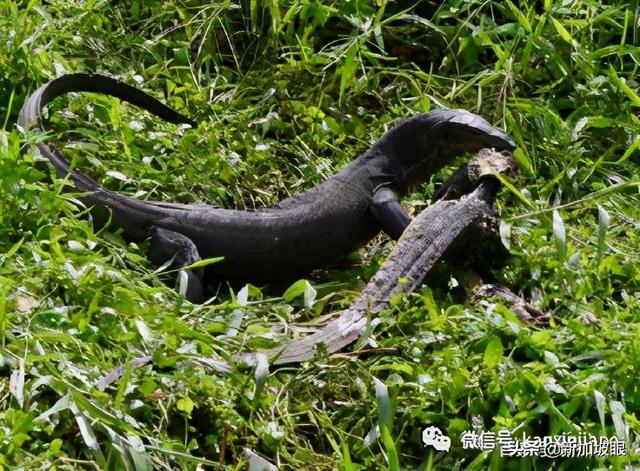 新加坡公園出現兩條巨蜥激烈搏鬥，只爲了吞噬同伴