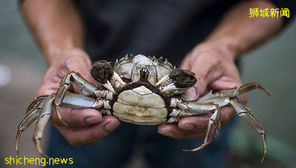 铛铛铛！万众期待的蟹中“小鲜肉”，舌尖六月黄大闸蟹登陆狮城啦