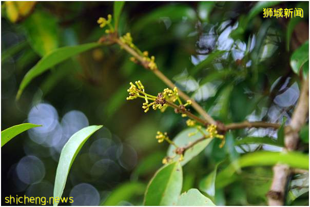 新加坡植物园（上）