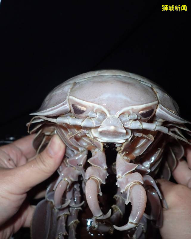 印尼深海发现巨型海蟑螂·体长50公分为新品种