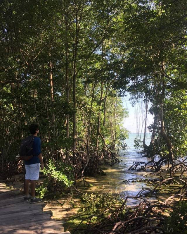 新加坡多元化自然生态！Chek Jawa Wetlands 岛上湿地公园🏝 徒步探索、沿海浮桥邂逅美景