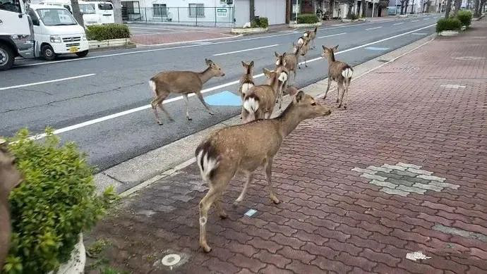 20200413-nara deer3.png