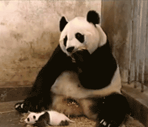 8c5e6fa941199d822afe1c69b33718f29b691e0b.gif