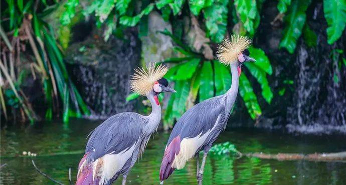 新加坡樟宜侏罗纪步道成热门景点,10月周末参观时段全被预订,11月初热门时段额满