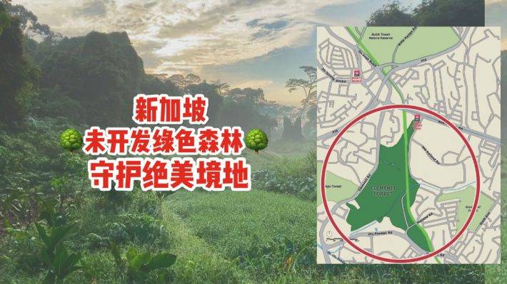新加坡罕见森林！Clementi Forest绝美净土，未开发自然生态环境🌳