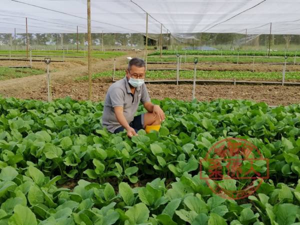 工程师弃狮城高薪 返马干农活 连亏5年后尝硕果