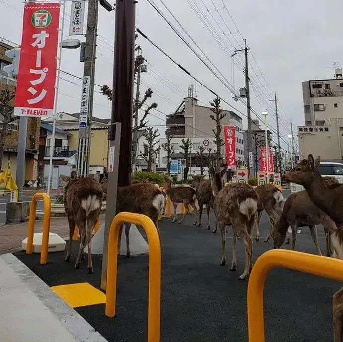 20200413-nara deer2.png