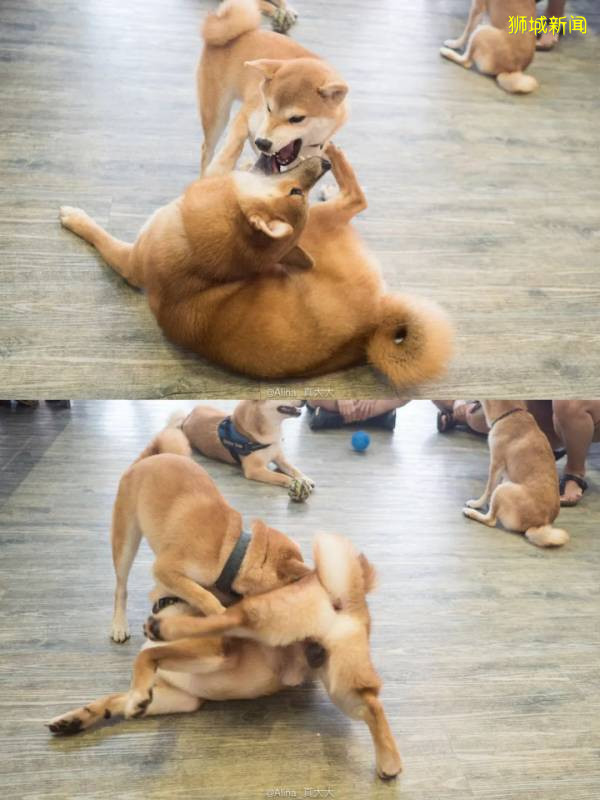 在新加坡，想撸狗怎么办？宠物咖啡馆，领养狗狗大全