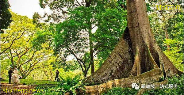 最美丽的自然风光: 新加坡植物园