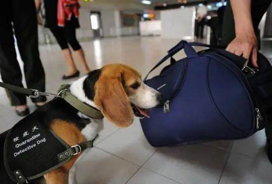 NUS博士研发60秒呼吸检测病毒技术，新冠检测“黑科技”大盘点