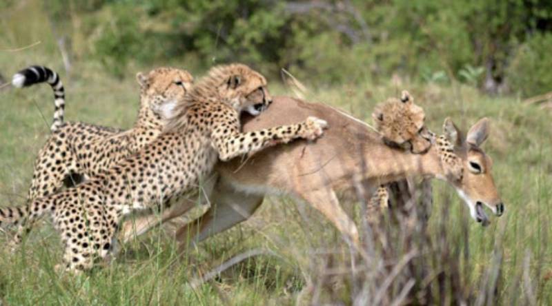 残忍！上海动物园熊吃人，亲眼目睹！新加坡也发生过类似案件！印度最惨