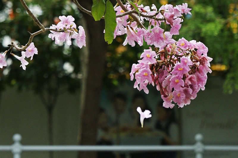 Xinhua - Tabebuia close up.jpg