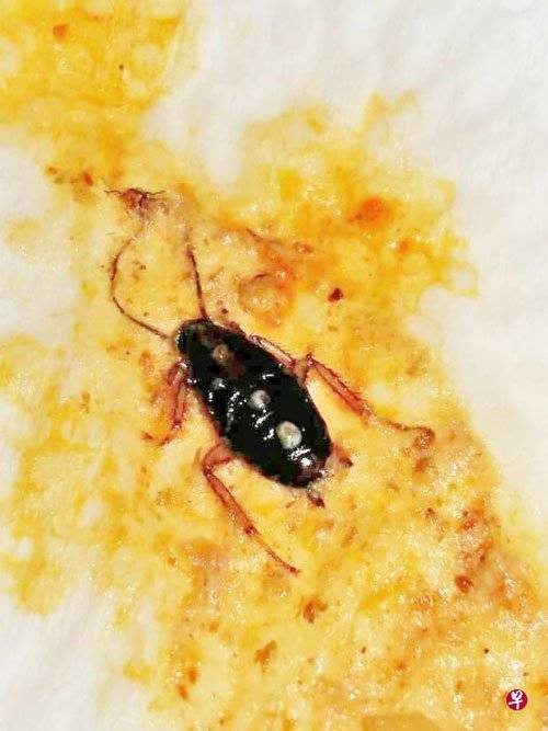 吃叻沙 找鲜蚶 女郎捞到蟑螂