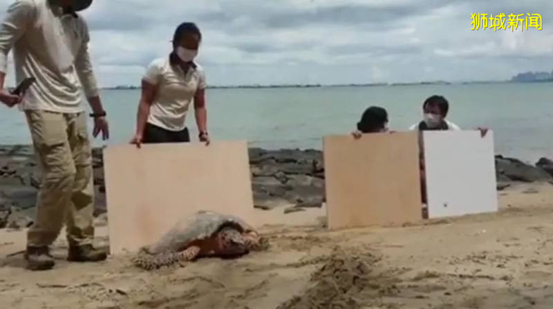 可爱的乌龟，让我们一起保护它