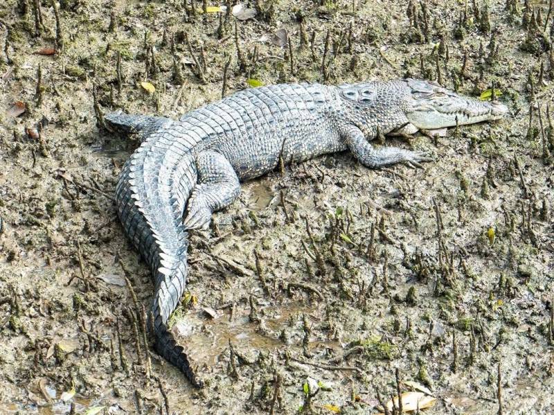 新加坡双溪部落湿地（Sungei Buloh Wetland Reserve)