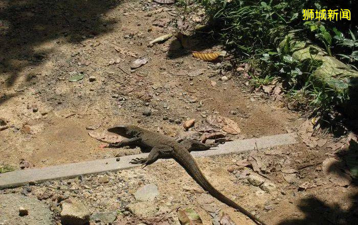 一起爬山吗？放心，新加坡没有张东升