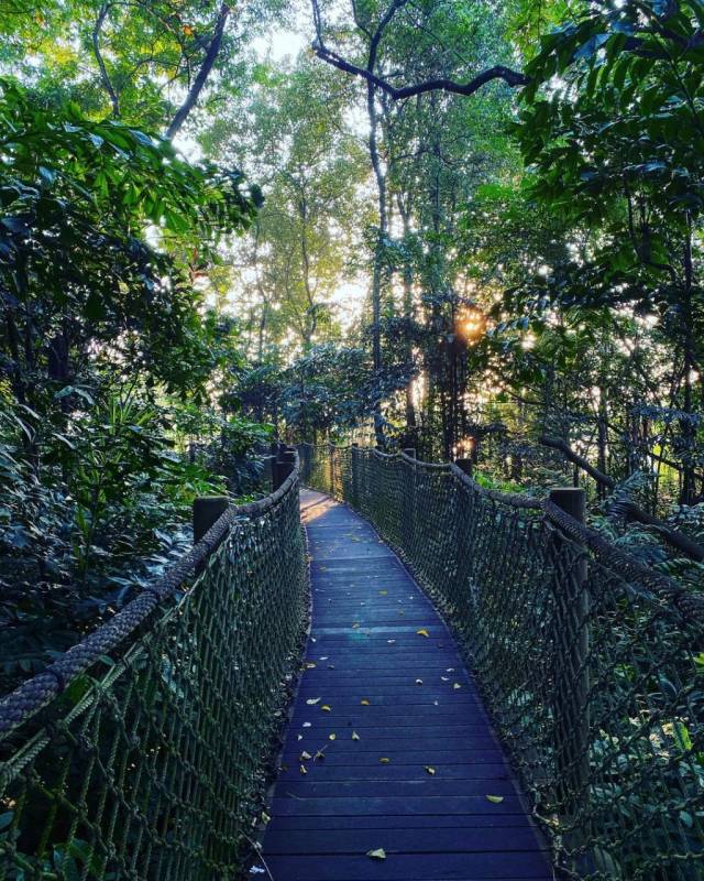 Sungei Buloh湿地保护区🌳 走进湿地，聆听大自然的声音🍃 徒步路线攻略、特点介绍、必踩打卡点