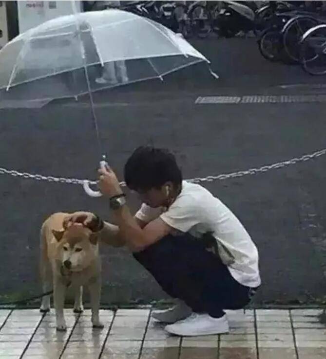 新加坡男子雨中为爱犬撑伞？这是什么狗操作