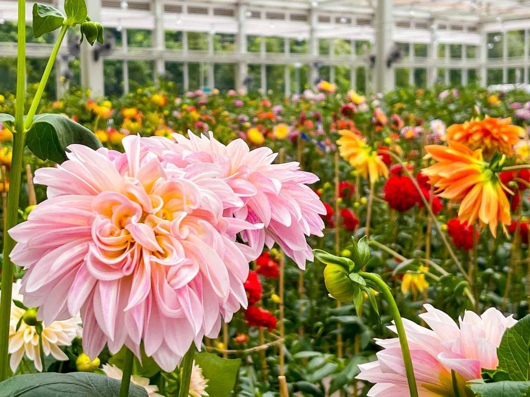 滨海湾花园新春花卉展【大丽花之梦】，1月15日开幕！喜气洋洋迎牛年