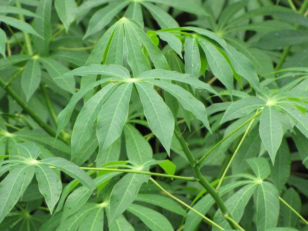 20200521-tapioca leaves.png