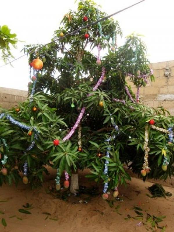 Mango Christmas Tree.jpg