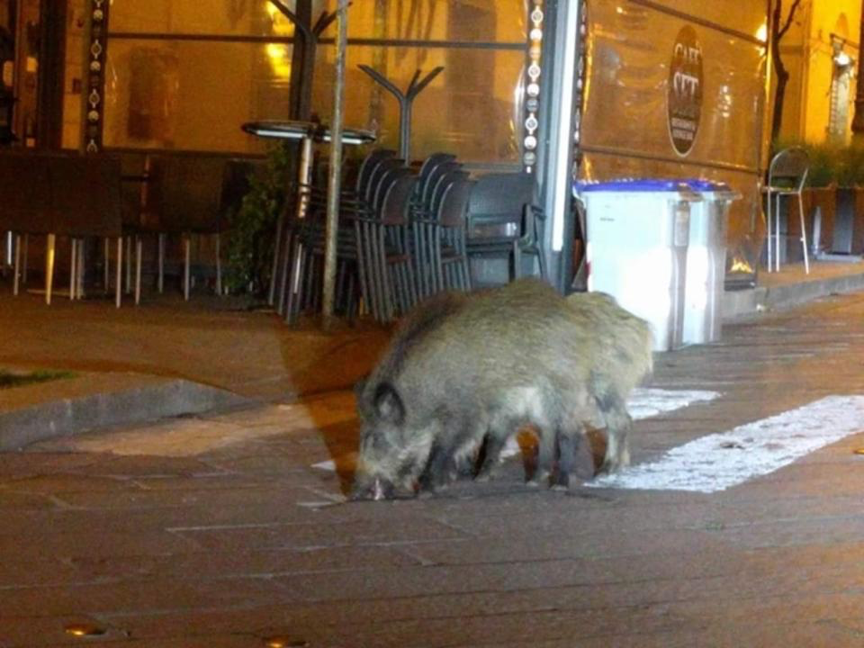 20200413-italy boar.png