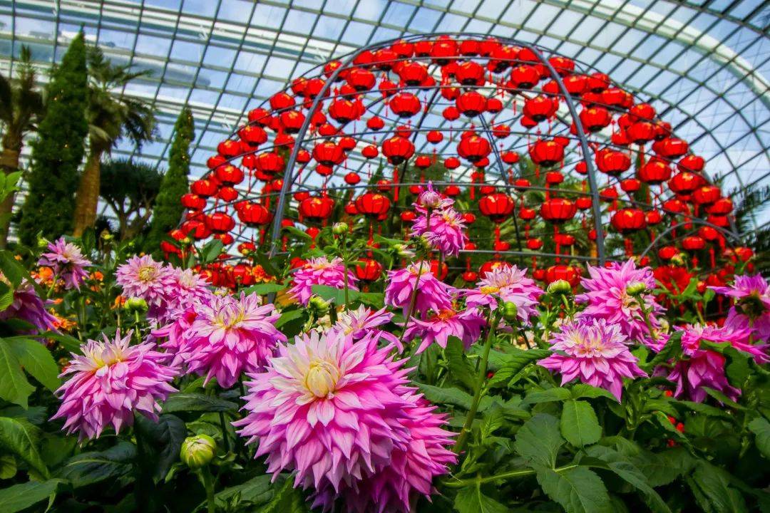 滨海湾花园新春花卉展【大丽花之梦】，1月15日开幕！喜气洋洋迎牛年