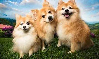 新加坡丨要想养宠物，需要怎么做