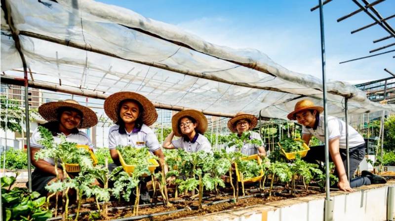 小学种花？中学种菜？新加坡的学生在学校都在干什么