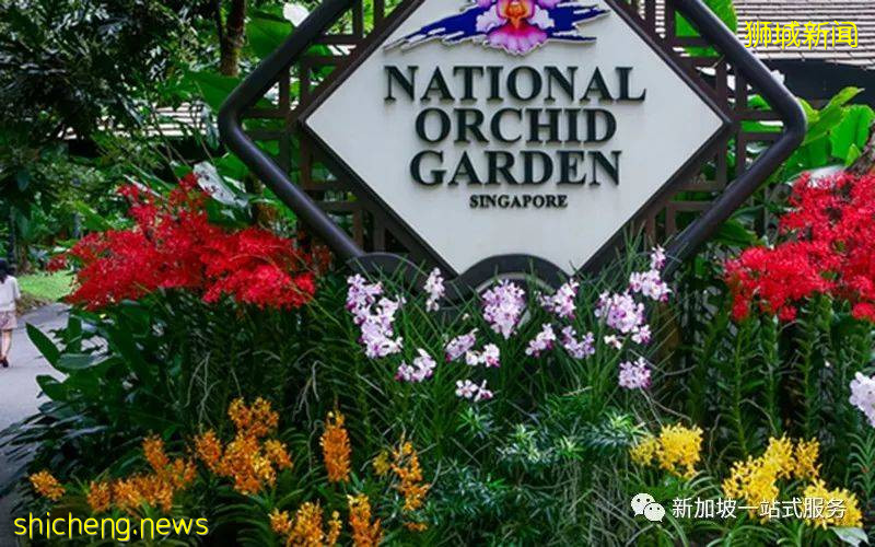 最美丽的自然风光: 新加坡植物园