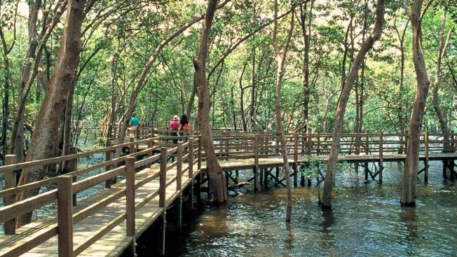 Sungei Buloh湿地保护区🌳 走进湿地，聆听大自然的声音🍃 徒步路线攻略、特点介绍、必踩打卡点