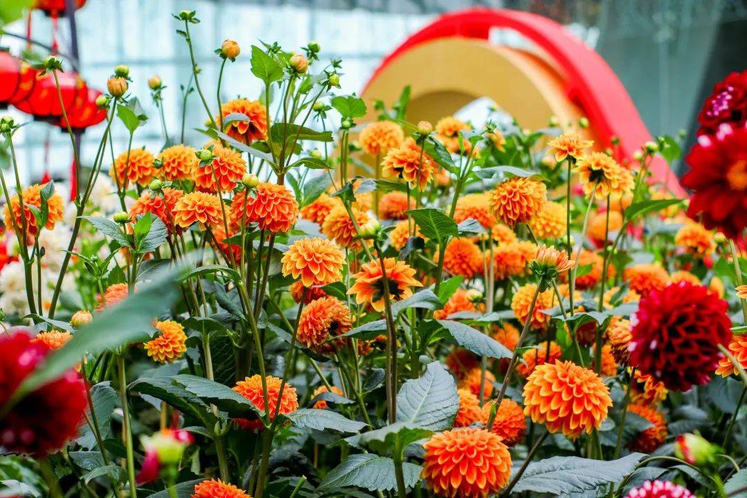 滨海湾花园新春花卉展【大丽花之梦】，1月15日开幕！喜气洋洋迎牛年