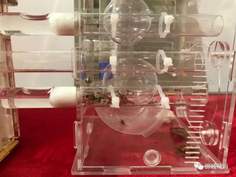 亚洲第一的蚂蚁博物馆居然在新加坡