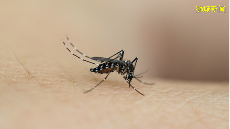 本月起 当局将扩展伊蚊绝育试验计划至整个义顺和淡滨尼市镇