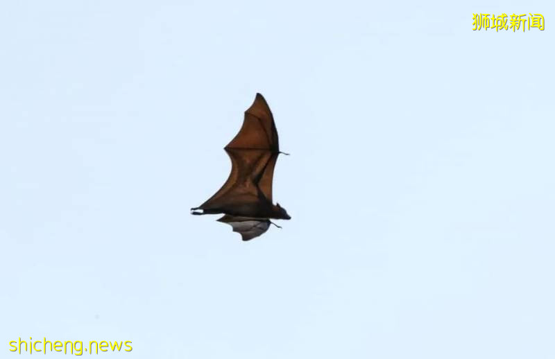 又“狂”又“野”的新加坡奇景！天气多变，生态丰富