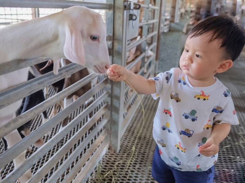 新加坡牧羊场 Hay Dairies Goat Farm🐑 治愈版休闲活动✨ 一站式体验，免费参观