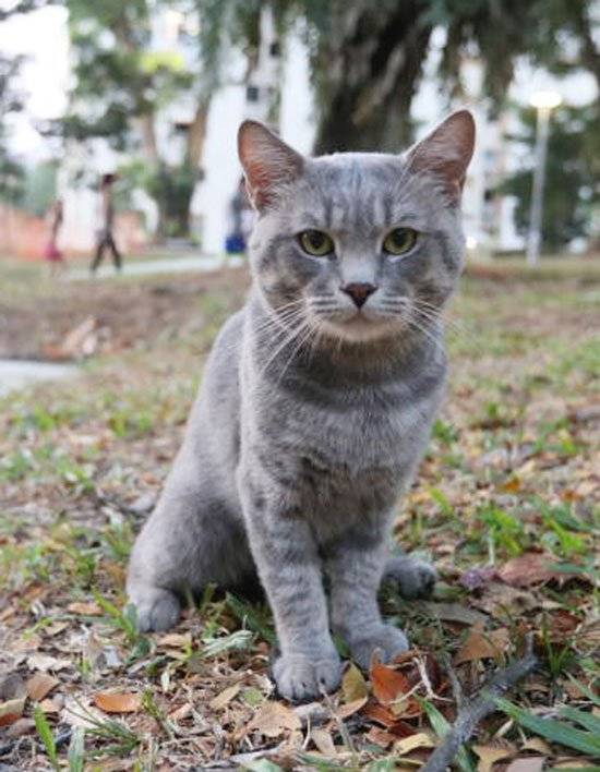 与妻争吵泄愤 暴力男摔死猫