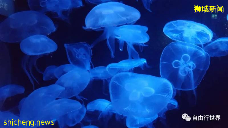 疫情过后，去新加坡不可错过的16个体验