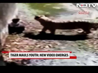 残忍！上海动物园熊吃人，亲眼目睹！新加坡也发生过类似案件！印度最惨