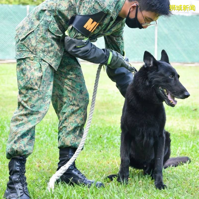 19只退休的SAF军犬等你来领养