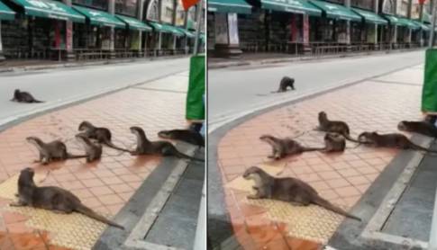 又“狂”又“野”的新加坡奇景！天气多变，生态丰富