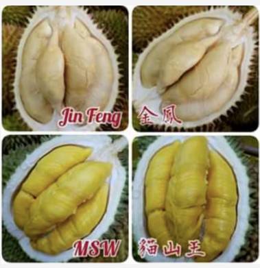 新加坡榴梿季来了,这9家明码标价的榴梿外卖不能错过