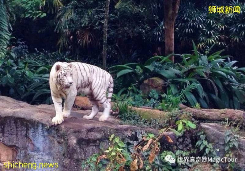 新加坡 哪些地方没去您会遗憾