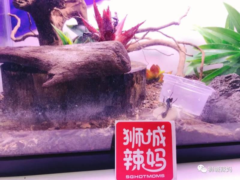 亚洲第一的蚂蚁博物馆居然在新加坡