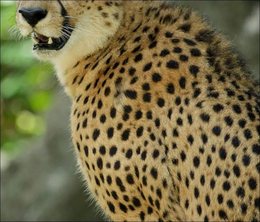 为了火，玩命了！新加坡小伙为拍短视频跳进犀牛圈里