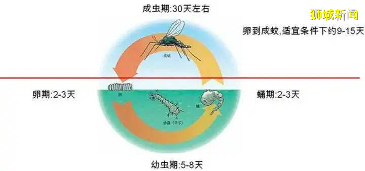 新加坡大爆发的登革热，是种什么病