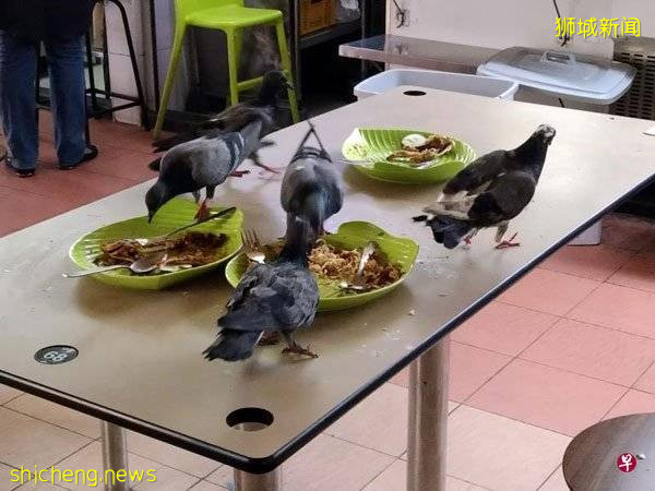 狮城熟食中心现鸟患 顾客吃东西 鸟粪从天降