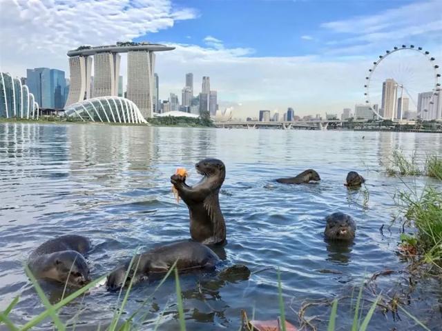 新加坡上演現實版瘋狂動物城，水獺家族闖總統府後又闖公寓