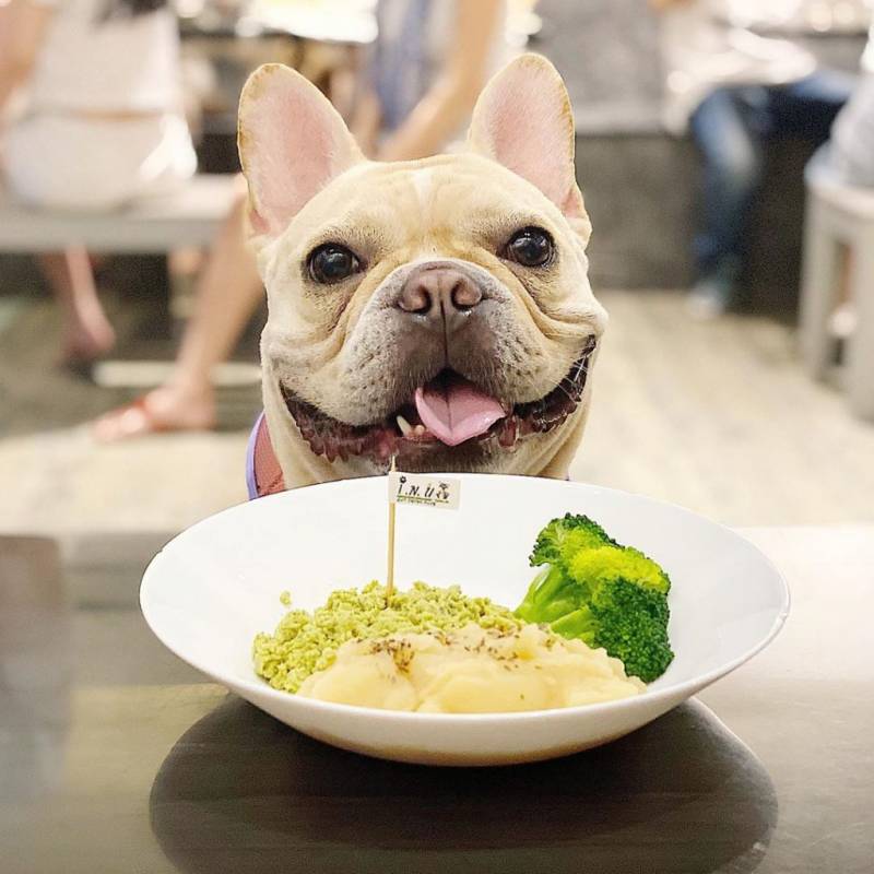 超治愈撸狗圣地 ！和狗狗来一场亲密约会🐶 宠物聚集地，把这份可爱收藏起来💌