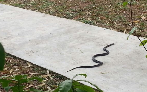 20170105_news_woodlandszooA.jpg